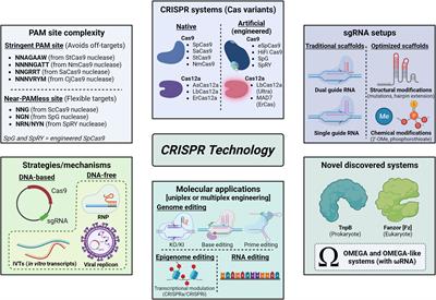 CRISPR technology towards genome editing of the perennial and semi-perennial crops citrus, coffee and sugarcane